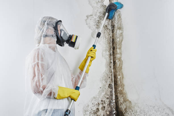 Best Commercial Mold Remediation in Mango, FL