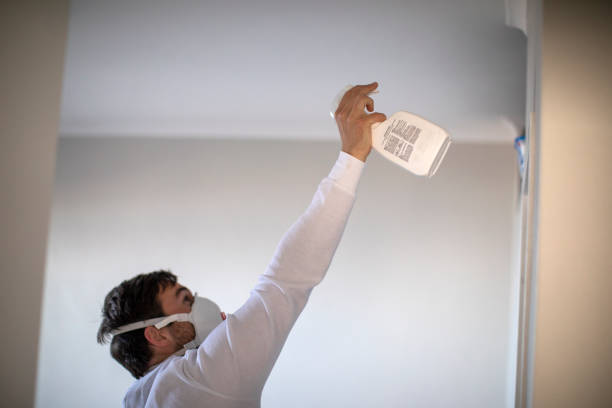 Best Black Mold Remediation in Mango, FL
