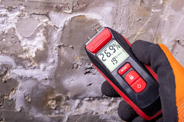 Best Post-Flood Mold Remediation in Mango, FL