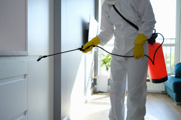 Best Attic Mold Remediation in Mango, FL
