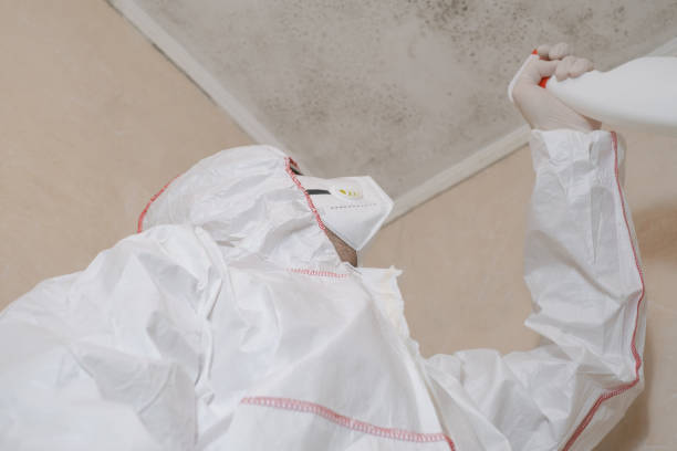 Best Basement Mold Remediation in Mango, FL