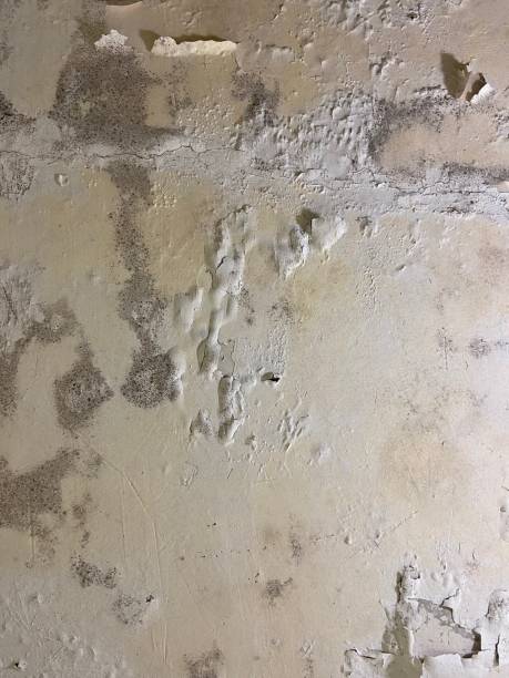 Best Industrial Mold Remediation in Mango, FL