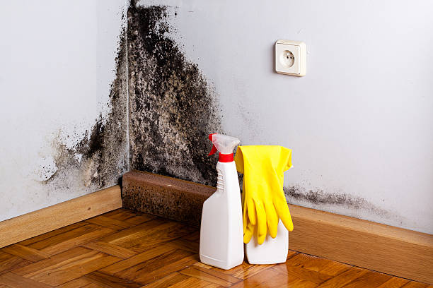 Best Crawl Space Mold Remediation in Mango, FL